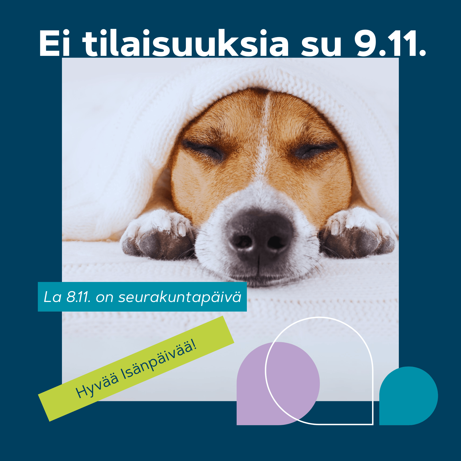 Ei tilaisuuksia 9.11. Koira nukkuu vaalean peiton alla. Rauhallinen tunnelma.