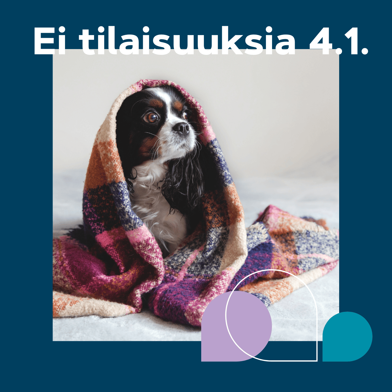 Ei tilaisuuksia 4.1. Koira viltin alla katsoo sivulle.